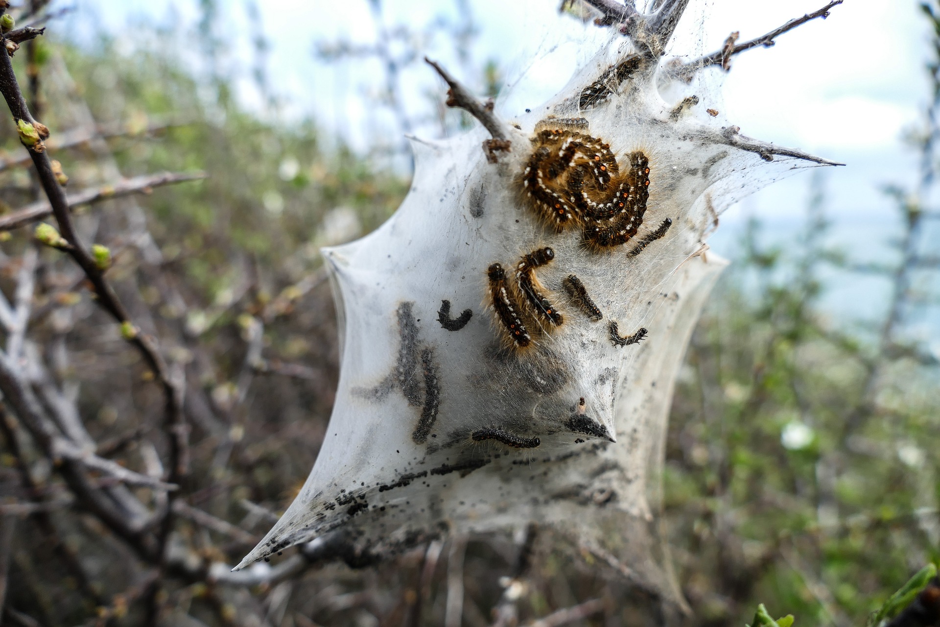 chenilles processionnaires arbre