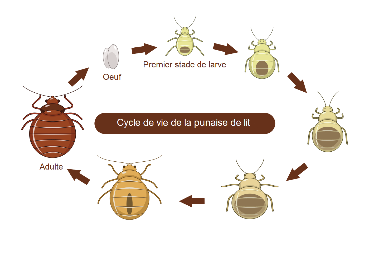 cycle de vie d'une punaise