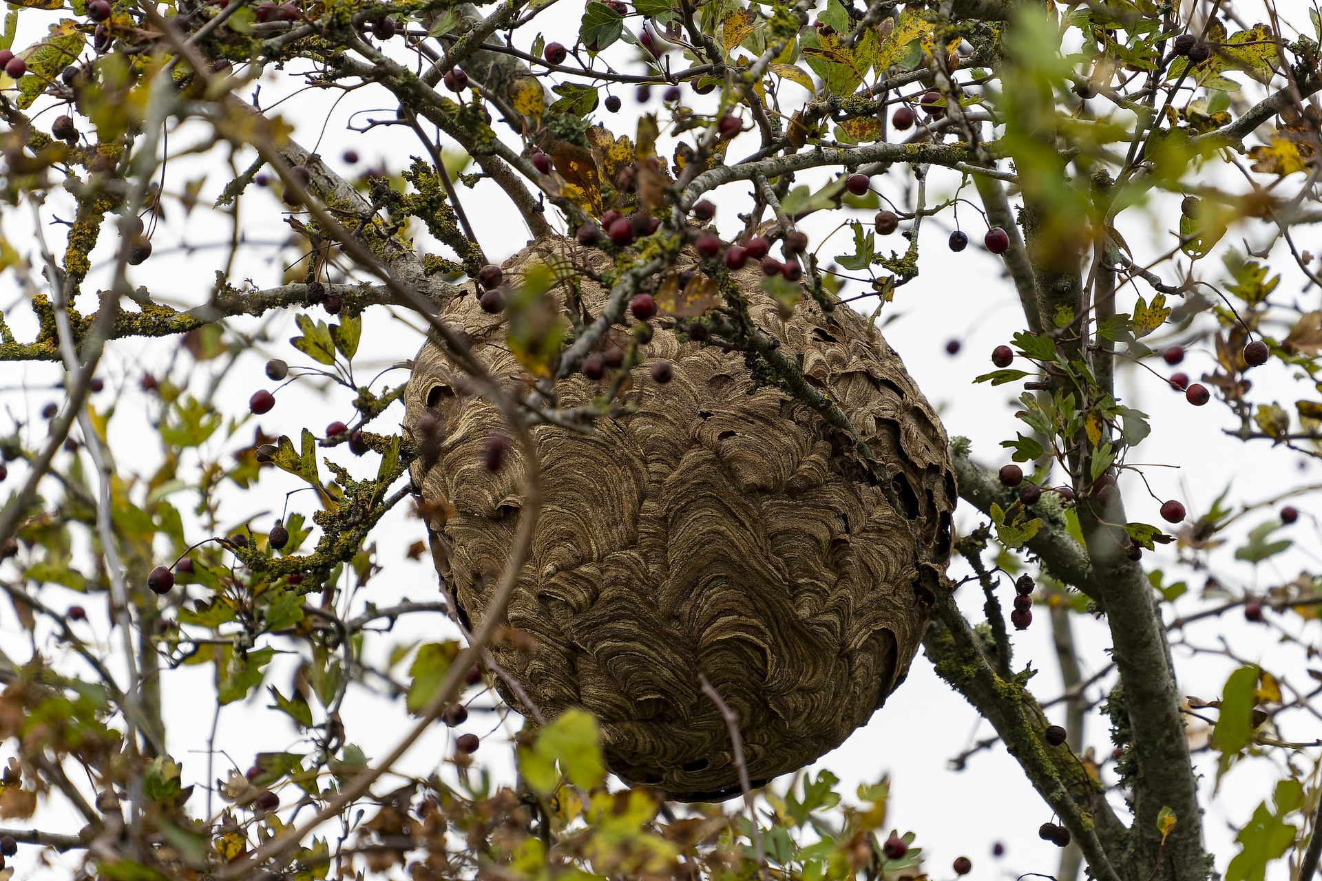 nid de frelons dans un arbre