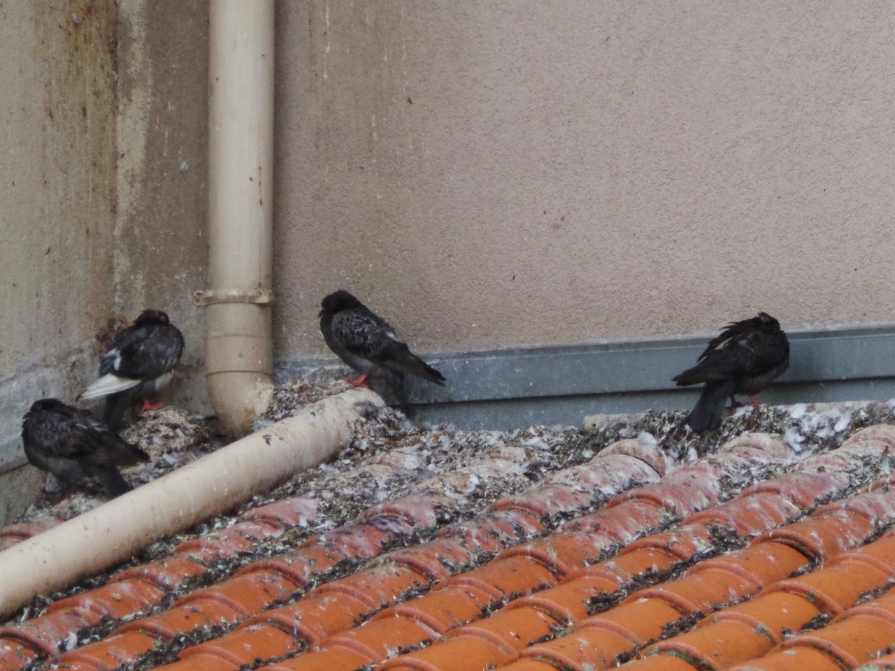 pigeons fiente jabo eradication