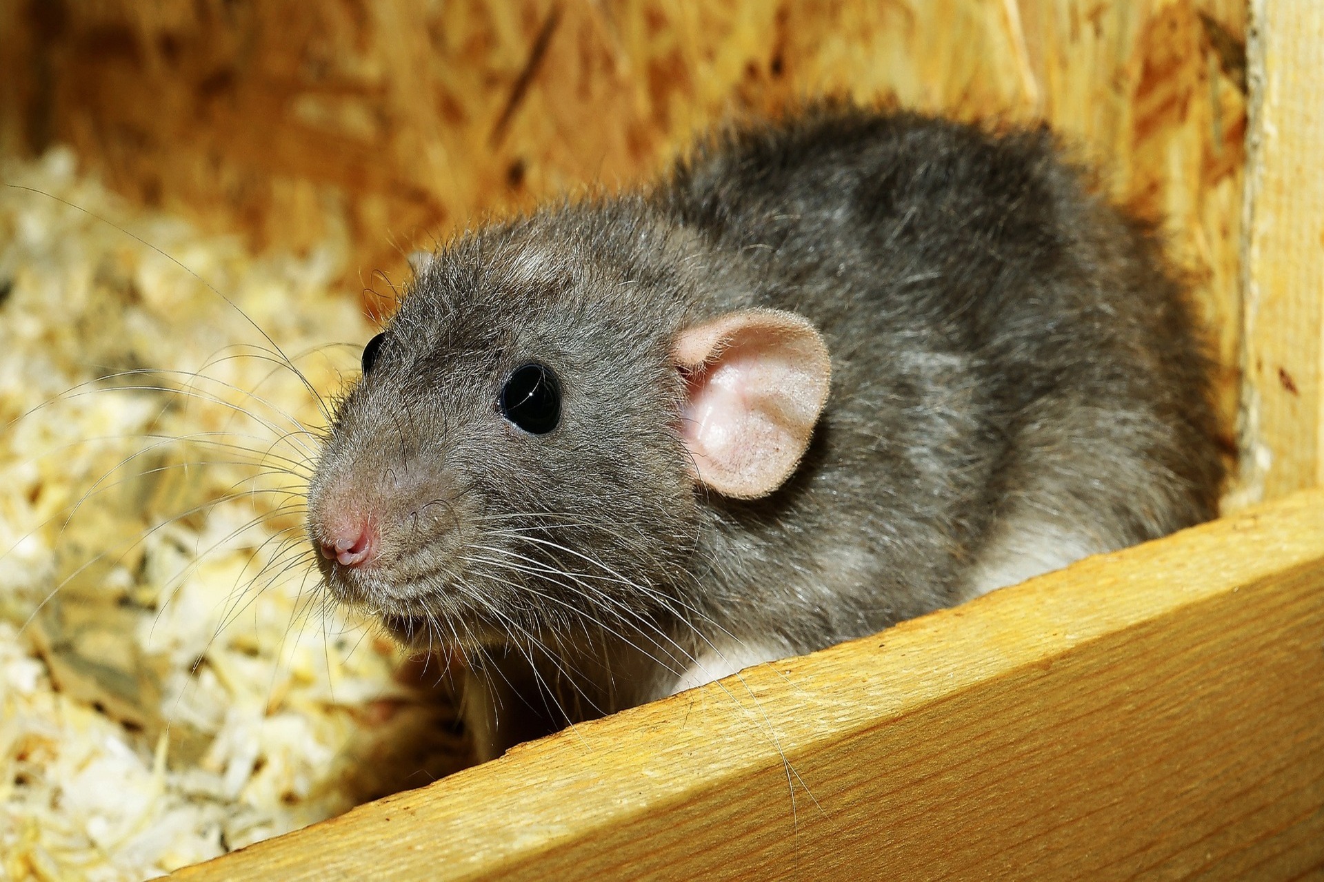 rat dans la maison dératisation jabo