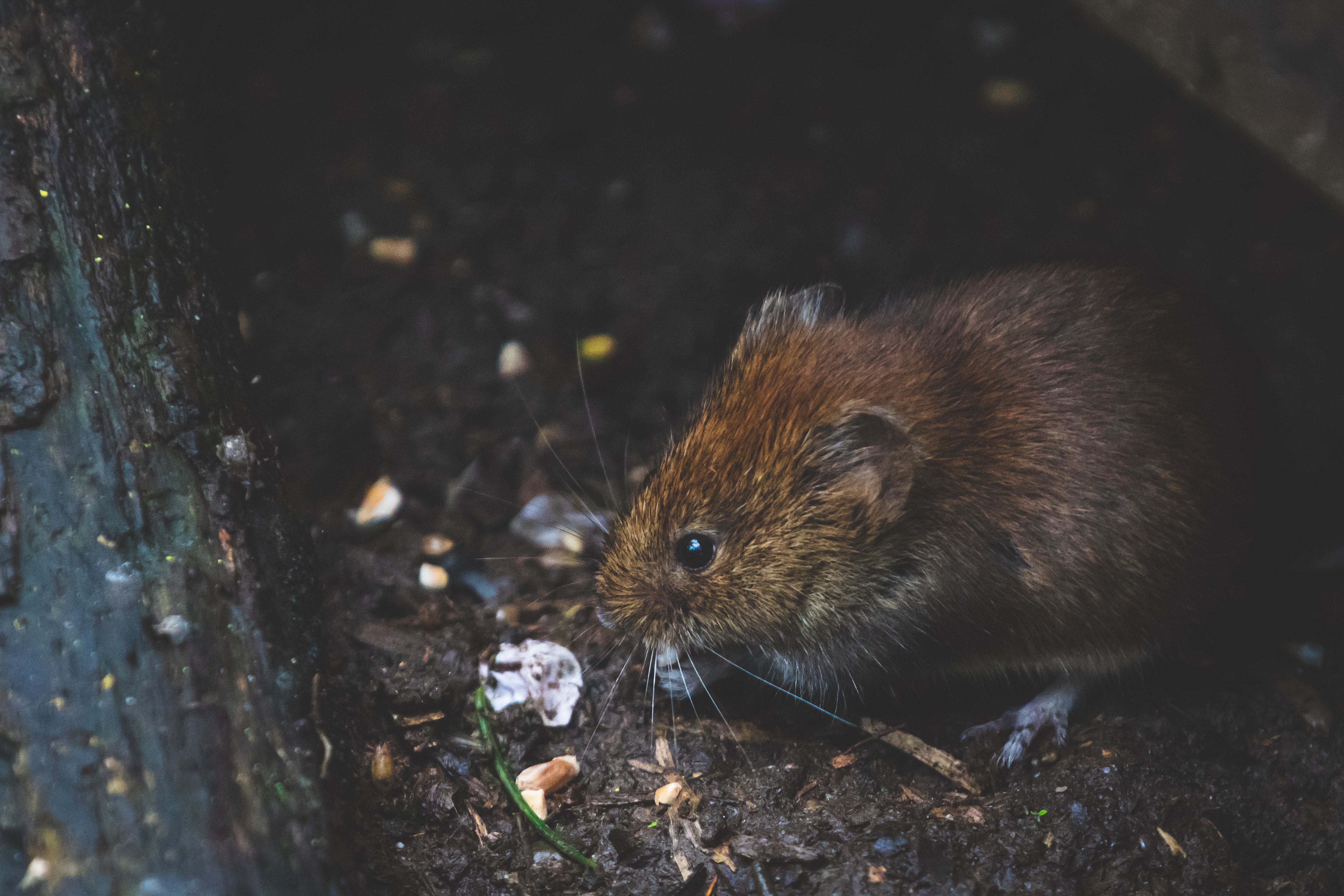 rat dans la rue dératisation jabo