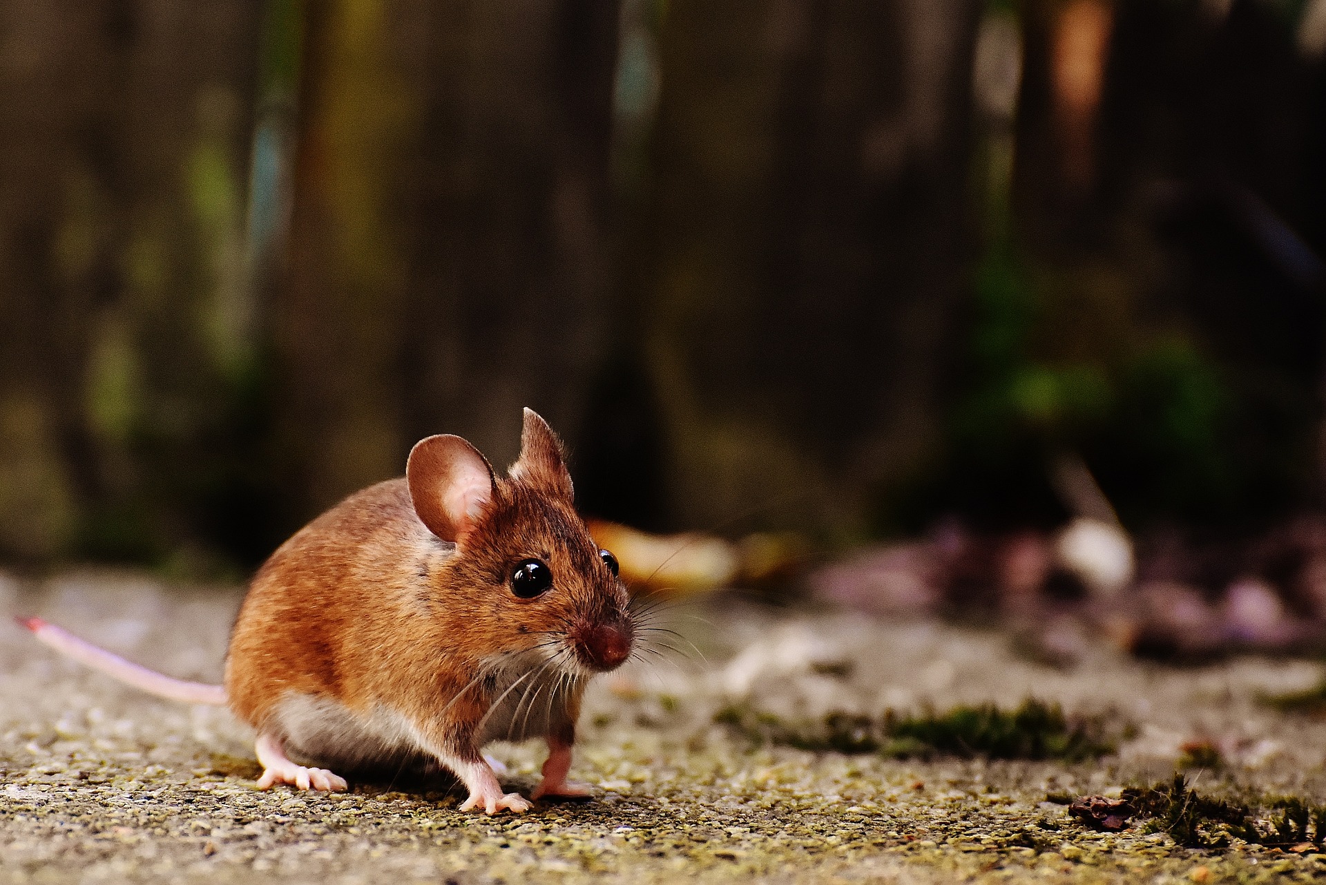 souris dans la rue dératisation jabo